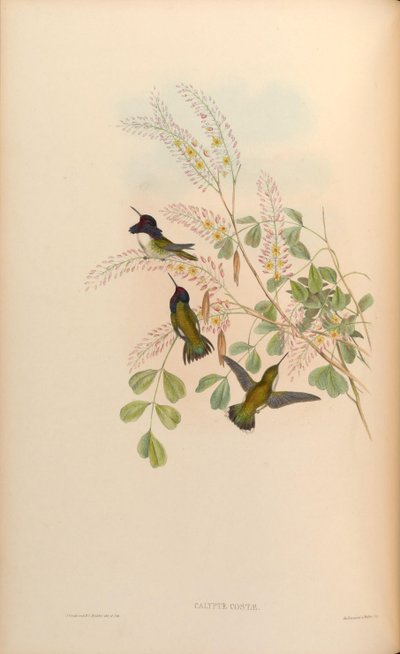 Calypte costae da John Gould
